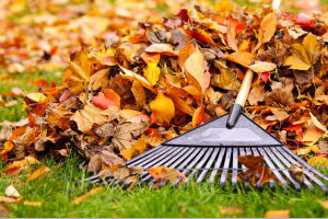 Fall & Spring Yard Cleanup Service